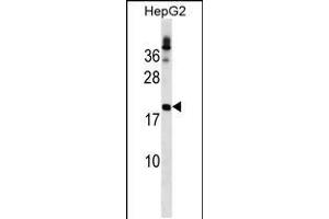 Western blot analysis in HepG2 cell line lysates (35ug/lane). (LHFP Antikörper  (N-Term))