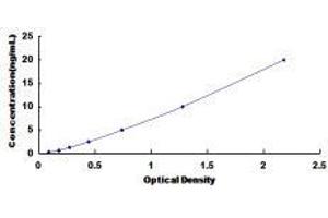 ELISA image for 3-Oxoacid CoA Transferase 1 (OXCT1) ELISA Kit (ABIN3168984) (OXCT1 ELISA Kit)