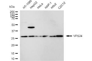 Western blotting analysis using VPS24 antibody (ABIN7798032).