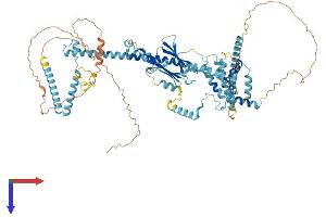 CACTIN Protein (AA 1-772) (His tag)