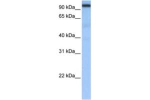 Western Blotting (WB) image for anti-Cleavage and Polyadenylation Specific Factor 2, 100kDa (CPSF2) antibody (ABIN2462270) (CPSF2 Antikörper)