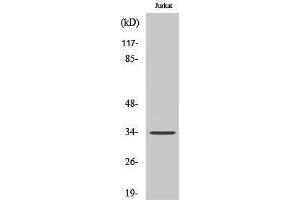 Western Blotting (WB) image for anti-Olfactory Receptor, Family 4, Subfamily D, Member 1 (OR4D1) (C-Term) antibody (ABIN3186093) (OR4D1 Antikörper  (C-Term))