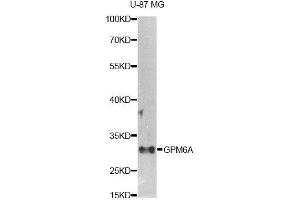 Western blot analysis of extracts of U-87MG cells, using GPM6A antibody (ABIN5995821) at 1/1000 dilution. (GPM6A Antikörper)