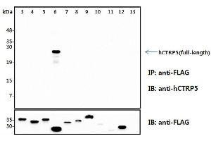 Immunoprecipitation (IP) analysis of the cell lysates from HEK293 cells transfected with empty vector or a panel of the FLAG-tagged CTRP family (full-length) followed by immunoblot analysis using anti-CTRP5 (human), pAb  antibody.