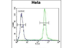 Flow cytometric analysis of Hela cells (right histogram) compared to a negative control cell (left histogram). (ASXL1 Antikörper  (AA 521-549))
