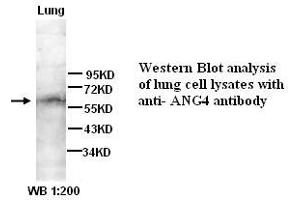 Image no. 1 for anti-Angiopoietin 4 (ANGPT4) (N-Term) antibody (ABIN790931)
