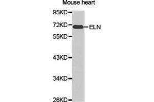 Western Blotting (WB) image for anti-Elastin (ELN) antibody (ABIN1872521) (Elastin Antikörper)