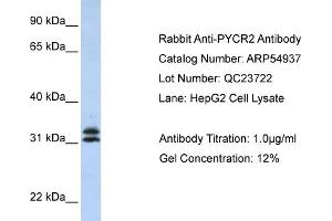 WB Suggested Anti-PYCR2 Antibody Titration: 0. (PYCR2 Antikörper  (Middle Region))
