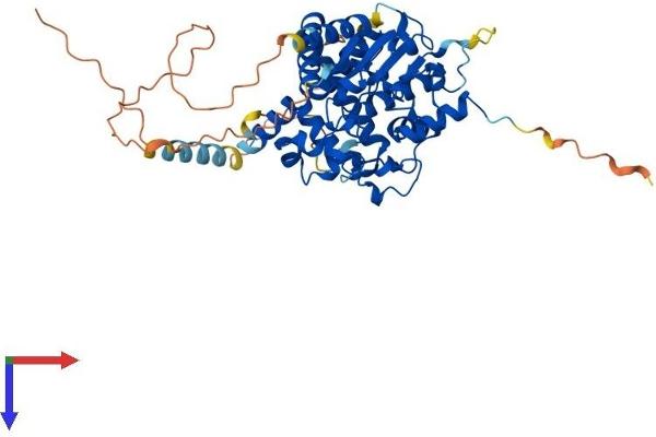 GAL3ST4 Protein (AA 1-486) (His tag)