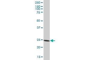 PSMA6 MaxPab polyclonal antibody. (PSMA6 Antikörper  (AA 1-246))
