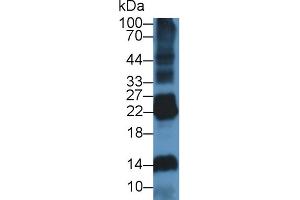 Western Blot; Sample: Rat Spleen lysate; ;Primary Ab: 1µg/ml Rabbit Anti-Rat DNASE1L2 Antibody;Second Ab: 0.