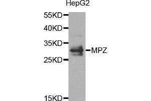Western blot analysis of extracts of HepG2 cell line, using MPZ antibody. (MPZ Antikörper)