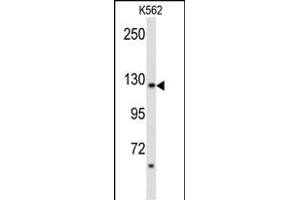 Western blot analysis of PLCB2 Antibody (N-term) (ABIN653200 and ABIN2842746) in K562 cell line lysates (35 μg/lane). (Phospholipase C beta 2 Antikörper  (N-Term))