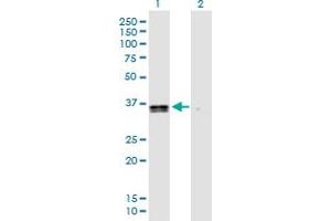 Western Blot analysis of GPR183 expression in transfected 293T cell line by GPR183 MaxPab polyclonal antibody. (GPR183 Antikörper  (AA 1-361))