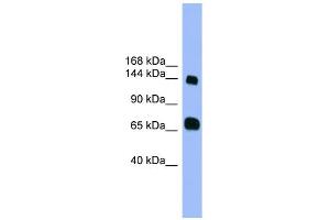 WB Suggested Anti-PLEKHG2 Antibody Titration: 1. (PLEKHG2 Antikörper  (Middle Region))