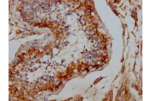 IHC image of ABIN7150076 diluted at 1:100 and staining in paraffin-embedded human testis tissue performed on a Leica BondTM system. (DLG4 Antikörper  (AA 551-724))