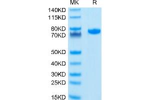 Human Nectin-2 on Tris-Bis PAGE under reduced condition. (PVRL2 Protein (AA 32-360) (Fc Tag))