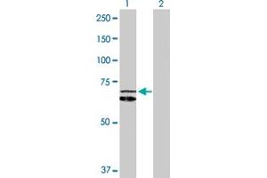 Western Blot analysis of HSPD1 expression in transfected 293T cell line by HSPD1 MaxPab polyclonal antibody. (HSPD1 Antikörper  (AA 1-573))