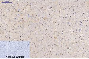Immunohistochemical analysis of paraffin-embedded mouse brain tissue. (MAP2 Antikörper)