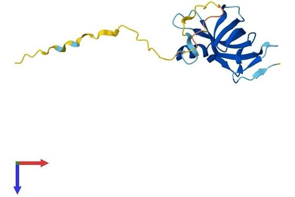 CSDC2 Protein (AA 1-153) (His tag)