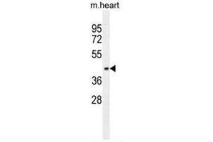 AP1M1 Antibody (Center) western blot analysis in mouse heart tissue lysates (35µg/lane). (AP1M1 Antikörper  (Middle Region))