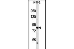 ABTB2 Antibody (C-term) (ABIN656457 and ABIN2845741) western blot analysis in K562 cell line lysates (35 μg/lane). (ABTB2 Antikörper  (C-Term))