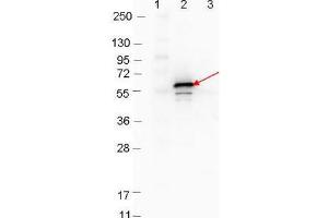 Western blot showing detection of 0. (YBX1 Antikörper)