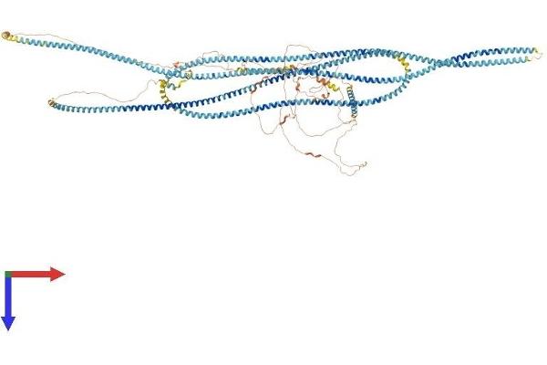 Golgin A3 Protein (GOLGA3) (AA 1-1498) (His tag)