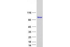 Western Blotting (WB) image for Ecto-NOX Disulfide-Thiol Exchanger 1 (ENOX1) (Transcript Variant 2) protein (Myc-DYKDDDDK Tag) (ABIN2720199)