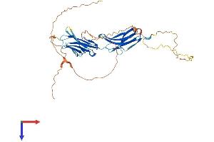IGSF5 Protein (AA 1-407) (His tag)