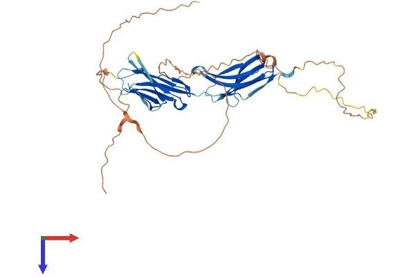 IGSF5 Protein (AA 1-407) (His tag)