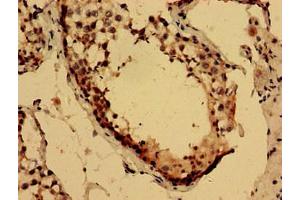 Immunohistochemistry analysis of human testis tissue using ABIN7158829 at dilution of 1:100 (Lysozyme-Like 2 Antikörper  (AA 63-194))