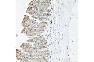 Immunohistochemistry of paraffin-embedded mouse stomach using ATP1B1 antibody at dilution of 1:100 (x40 lens). (ATP1B1 Antikörper)