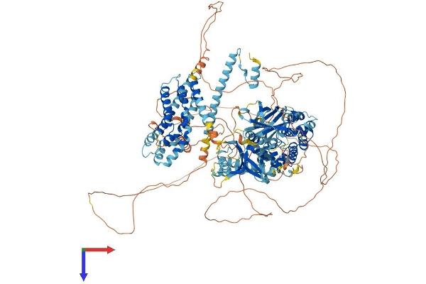 BCR Protein (AA 1-1271) (His tag)