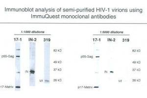 anti-HIV-1 Vif (N-Term) antibody