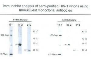 Image no. 1 for anti-HIV-1 Vif (N-Term) antibody (ABIN1042609) (HIV-1 Vif (N-Term) Antikörper)