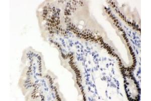 IHC testing of FFPE mouse intestine with SLC22A2 antibody.