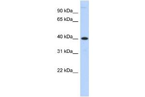 WB Suggested Anti-MPPE1 Antibody Titration:  0. (MPPE1 Antikörper  (N-Term))