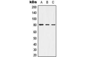 Western blot analysis of Alpha-adducin (pT445) expression in HEK293T (A), mouse brain (B), rat brain (C) whole cell lysates. (alpha Adducin Antikörper  (pSer445))