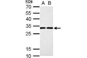 WB Image DCK antibody detects DCK protein by Western blot analysis.