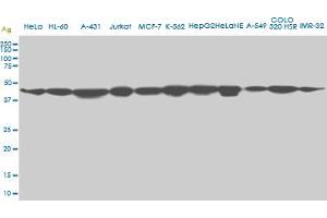 Viral Entry Inhibition (VEI) image for anti-Upstream Transcription Factor 2, C-Fos Interacting (USF2) (AA 1-100) antibody (ABIN563358)