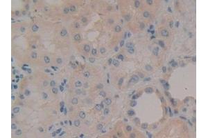 Detection of NID in Human Kidney Tissue using Polyclonal Antibody to Nidogen (NID) (Nidogen Antikörper  (AA 971-1219))