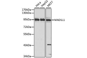 Western blot analysis of extracts of various cell lines, using MAD1L1 antibody. (MAD1L1 Antikörper)