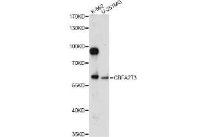 Western blot analysis of extracts of various cell lines, using CBFA2T3 antibody (ABIN6291283) at 1:1000 dilution. (CBFA2T3 Antikörper)