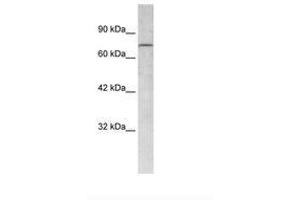 Image no. 2 for anti-RB-Associated KRAB Zinc Finger (RBAK) (AA 447-496) antibody (ABIN6735905) (RBAK Antikörper  (AA 447-496))