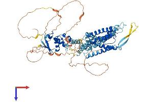 KCNC2 Protein (AA 1-638) (His tag)
