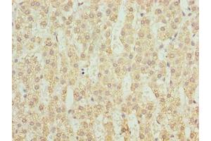 Immunohistochemistry of paraffin-embedded human adrenal gland tissue using ABIN7149279 at dilution of 1:100 (CYP4X1 Antikörper  (AA 35-300))