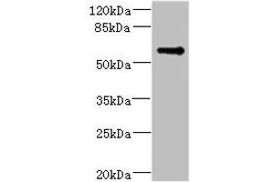 Western blot All lanes: TSNARE1 antibody IgG at 16 μg/mL + Mouse lung tissue Secondary Goat polyclonal to rabbit IgG at 1/10000 dilution Predicted band size: 56 kDa Observed band size: 56 kDa (TSNARE1 Antikörper  (AA 6-339))