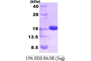 SDS-PAGE (SDS) image for Small Ubiquitin Related Modifier 2 (SUMO2) (AA 1-93) protein (His tag) (ABIN666897)