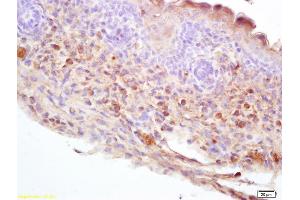 Formalin-fixed and paraffin embedded mouse embryo labeled with Rabbit Anti DDC/DOPA Decarboxylase Polyclonal Antibody, Unconjugated (ABIN725945) at 1:200 followed by conjugation to the secondary antibody and DAB staining (DDC Antikörper  (AA 201-300))